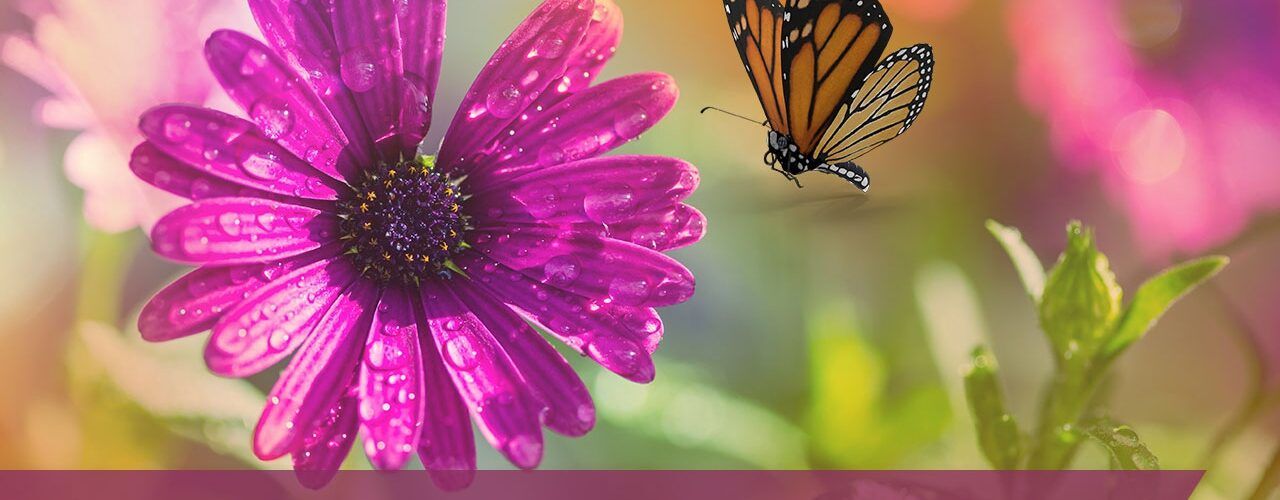 Mensagens de bom dia com flores para Facebook e WhatsApp